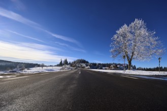 Federal road B500, winter landscape, free-standing snow-covered tree, deep blue sky with veil