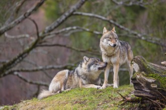 Two eurasian gray wolves (Canis lupus lupus), the alpha couple, stand on top of a small hill. He