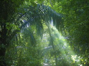 Jungle, light and haze, hiker, Tangoko National Park, Sulawesi, Indonesia, Asia