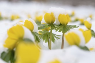 Yellow winter aconites fight their way through the freshly fallen snow, a sign of spring,