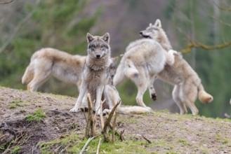 A pack of grey wolves (Canis lupus lupus) playing on a hill and showing social behaviour