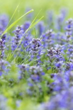 Common selfheal (Prunella vulgaris) in a green spring meadow, Ternitz, Lower Austria, Austria,