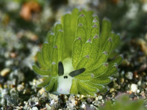 Small green snail, leaf sheep snail (Costasiella kuroshimae), on sandy soil. The snail is also