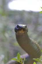 Cobra (Naja naja), erect, view into the camera, animal portrait, occurrence in Africa, captive,