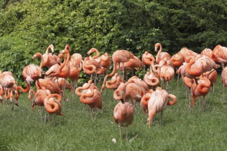 American flamingo (Phoenicopterus ruber) Vogelpark Walsrode, Lower Saxony, Germany, Europe