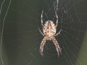 Garden cross spider (Araneus diadematus) sits in the spider's nest and is still wet with the last