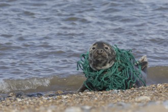 Grey seal (Halichoerus grypus) adult animal resting on a beach with netting wrapped around its