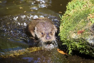 Eurasian otter (Lutra lutra) on the shore of a little lake in the bavarian forest, Bavaria,