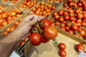 A person is holding a tomato in a store. There are many tomatoes in the store, some of which are in