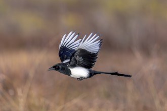 Eurasian magpie, common magpie (Pica pica) in flight