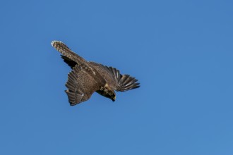 A brown bird of prey hovers in the air with its wings spread out against a clear sky, Saker Falcon,