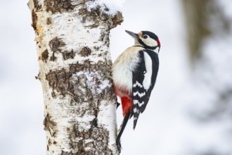 Great spotted woodpecker (Dendrocopus major) ml Germany