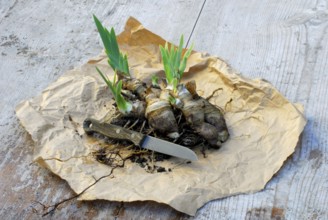 German iris (Iris germanica) rhizome, prepared for division, Bartiris, knife