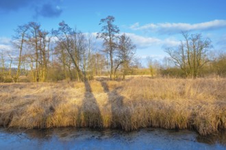 View of the vegetation along the Fangegraben and cycle path at the Steinhuder Meer, ditch, trees,