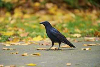 Raven crow (Corvus corone), in autumn surroundings, autumn, Baden-Württemberg, Germany, Europe