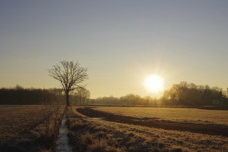Landscape, Tree, Sun, Winter, Light mood, Colour, Germany, The rising sun bathes the landscape in a