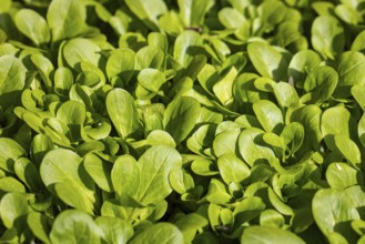 Fresh green corn salad (Valerianella locusta) in a vegetable patch under sunlight, full size,
