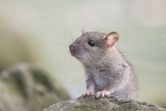 A juvenile Norway rat (Rattus norvegicus) sitting attentively on a rock with a blurred greenish