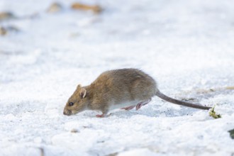 Brown rat (Rattus norvegicus) adult animal searching for food on a frozen pond, England, United