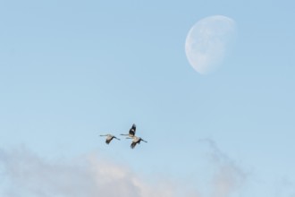 Common cranes (Grus grus) fly past the moon. Bas rhin, Alsace, France, Europe