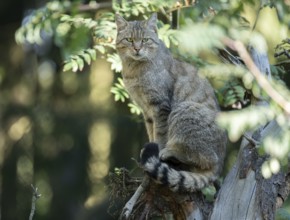 European wildcat (Felis silvestris) sitting on an old tree trunk, captive, Germany, Europe