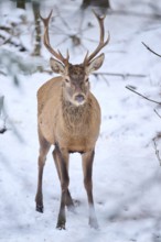 Red deer (Cervus elaphus) stag in a forest in winter, snow, Bavaria, Germany, Europe