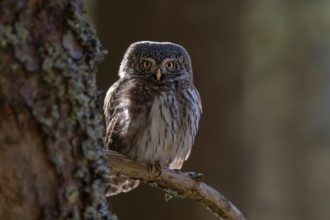Pygmy Owl (Glaucicium passerinum), sitting on the branch of a tree, Pirchner Ast, Schwaz, Tyrol,