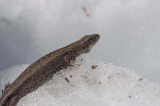One viviparous lizard, Zootoca vivipara (formerly Lacerta vivipara), resting on snow in early