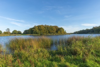 Kasseteich Lake, reed shore, forest, marshy shore, Muxtal municipality, Probstei landscape,