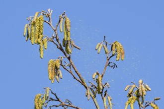 Common alder, European black alder (Alnus glutinosa) close-up of male catkins in late winter, early