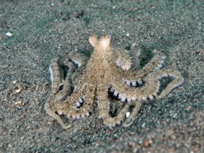 A marbled octopus (Amphioctopus aegina) with outstretched tentacles on sand, dive site Puri Jati,
