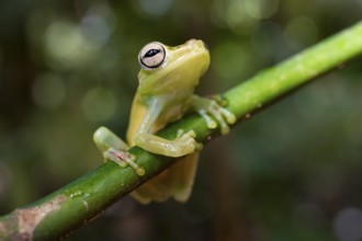 Glass frog (Centrolenidae) sitting on a stem, Heredia province, Costa Rica, Central America