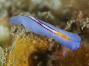 Narrow blue racing stripe whirlpool worm (Pseudoceros bifurcus) with orange stripes under water,