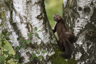 Beech marten (Martes foina), Bitburg, Rhineland-Palatinate, Germany, Europe