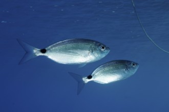 Two (Oblada melanura) specimens of sea bream, in the Mediterranean near Hyères. Unicoloured blue