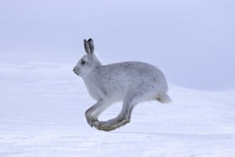 Mountain hare (Lepus timidus), Alpine hare, snow hare in winter pelage running in the snow,