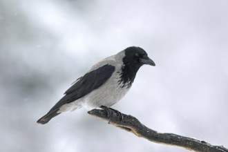 Hooded crow (Corvus cornix), hoodie perched on branch in winter during snowfall