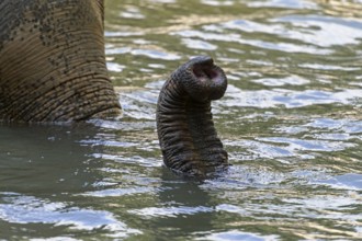 Asian Elephant (Elephas maximus), trunk