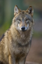 Wolf (Canis lupus), Frontal view of a wolf with dense fur in natural light, Germany, Europe