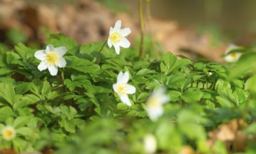 Wood anemone (Anemonoides nemorosa) (syn.: Anemone nemorosa) blooming white among last year's