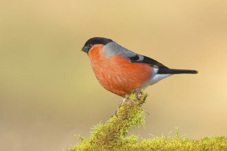 Bullfinch (Pyrrhula pyrrhula), Gimbel, male sitting on mossy branch, wildlife, finches, animals,