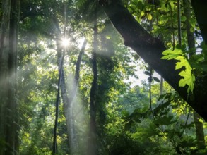 Sunbeams in the tropical forest in the morning mist, jungle, Tangoko National Park, Sulawesi,