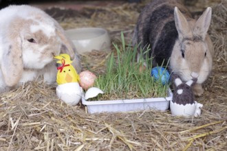 Easter, rabbit, ram rabbit, cute, Easter nest, Two rabbits examine the colourful Easter decorations
