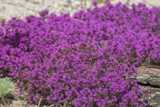 Red sand thyme (Coccineus), Münsterland, North Rhine-Westphalia, Germany, Europe