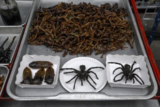 Deep-fried tarantulas, grasshoppers and bugs at a stall in the market on Khaosan Road, Bang Lamphu,