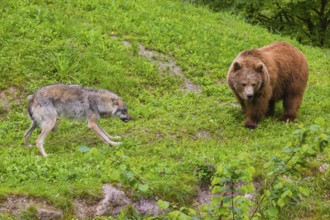 A Eurasian gray wolf (Canis lupus lupus) encounters a European brown bear (Ursus arctos arctos) in