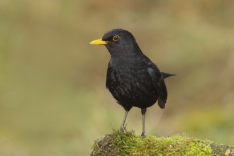 Blackbird (Turdus merula), male sitting on a moss-covered stone, wildlife, winter, animals, birds,