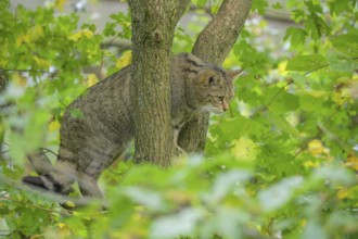 European wildcat or forest cat (Felis silvestris) in the wildcat enclosure at the Thayatal National