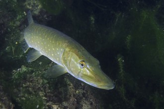 A pike (Esox lucius) swimming in the green, overgrown underwater, dive site Zollbrücke, Rheinau,