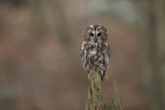 Tawny owl (Strix aluco) adult bird on a tree branch in a woodland in autumn, England, United